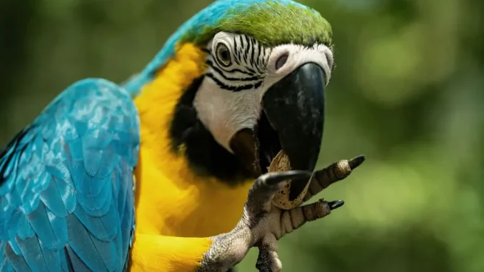 papagan-kac-yil-yasar papağanların ömrü ne kadardır