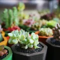 sukulent bitkisi hakkında genel bilgiler, türleri, bakımı ve çoğaltılması